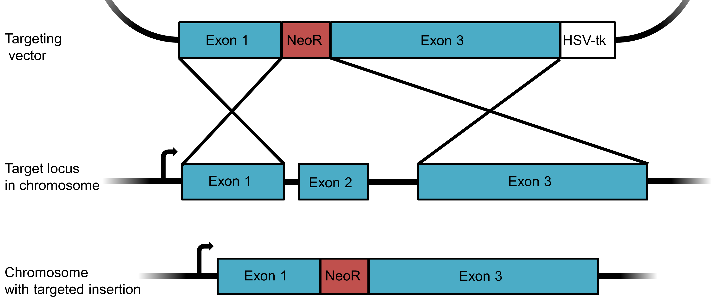 plasmids 101 knockout knock in plasmids gene knockout